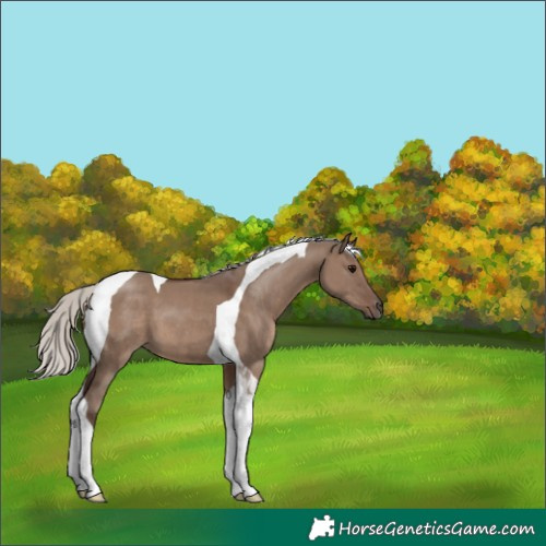 Horse Color:Silver Grullo Tobiano 