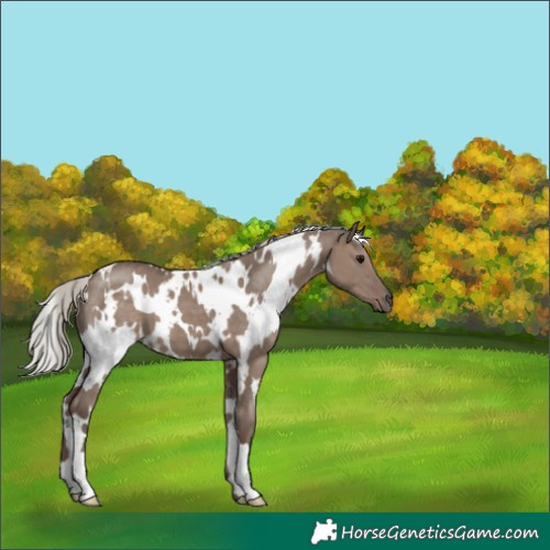 Horse Color:White Spotted Silver Grullo 