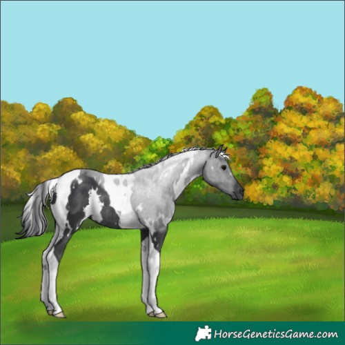 Horse Color:White Spotted Black Tobiano Rabicano 