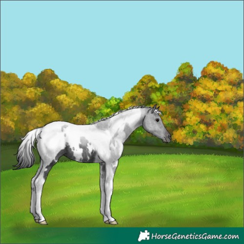 Horse Color:White Spotted Black Tobiano Rabicano 