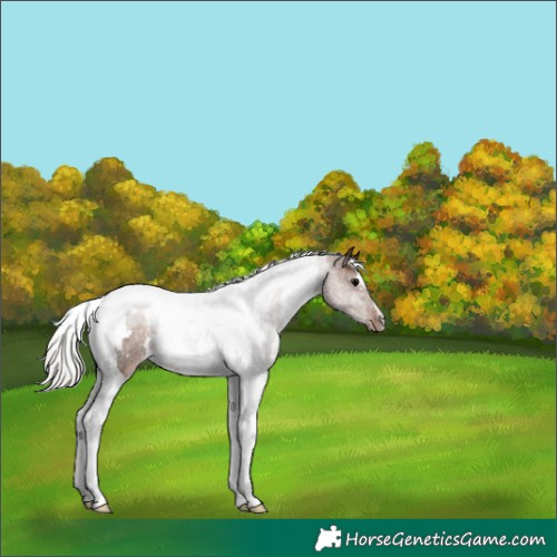 Horse Color:White Spotted Silver Black Tobiano 