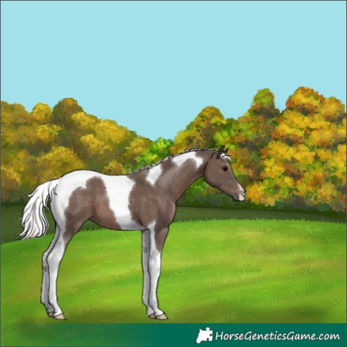 Horse Color:Silver Black Tobiano 
