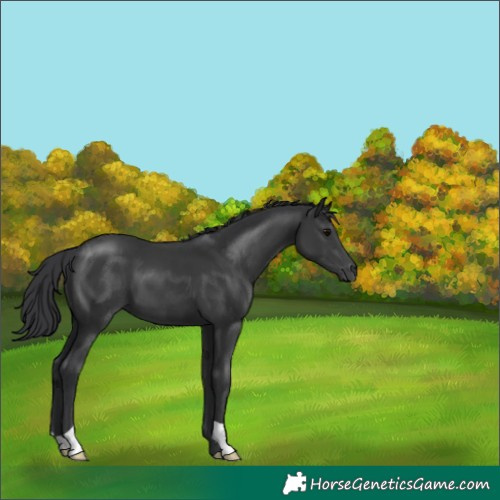 Horse Color:Black 