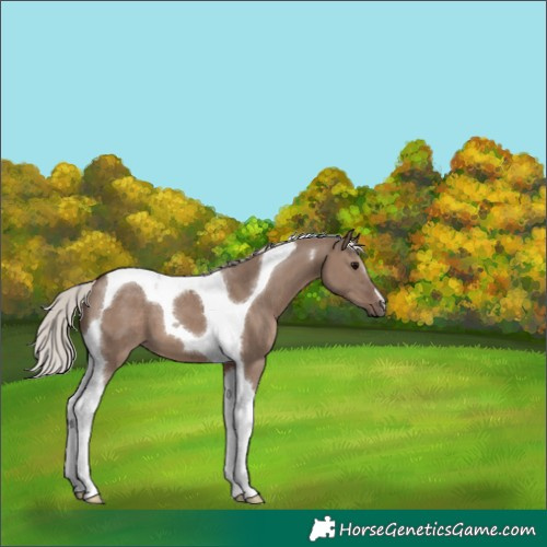 Horse Color:Silver Grullo Tobiano 