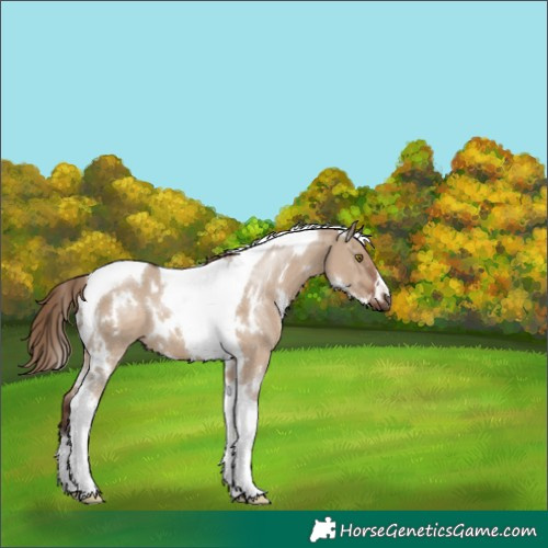 Horse Color:White Spotted Liver Red Dun Tobiano 