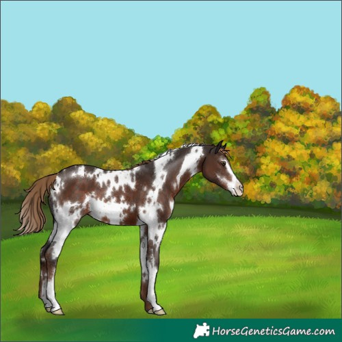 Horse Color:White Spotted Liver Chestnut Sabino 