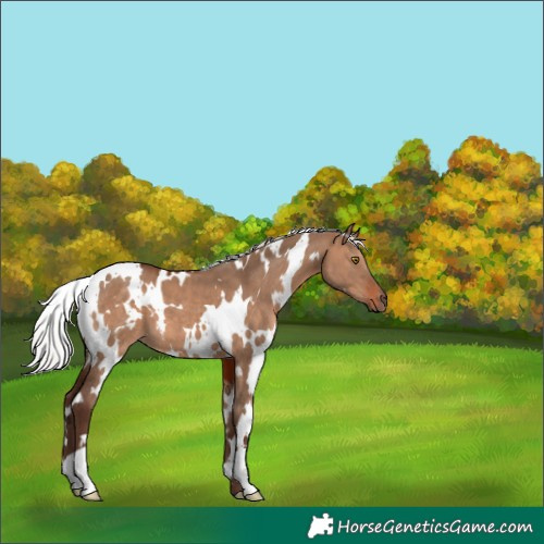 Horse Color:White Spotted Silver Brown Dun 
