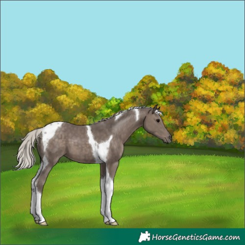 Horse Color:Silver Black Tobiano 