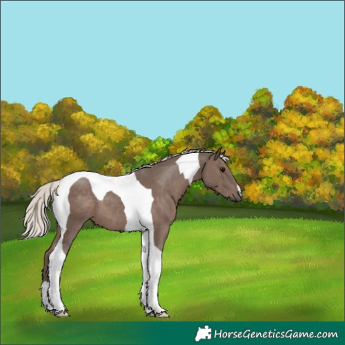 Horse Color:Silver Black Tobiano 