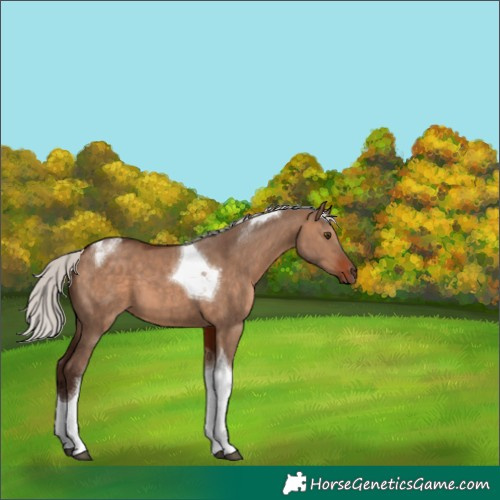 Horse Color:Silver Brown Dun Tobiano 