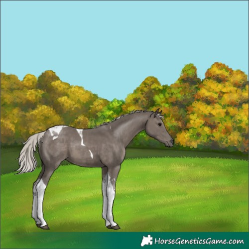 Horse Color:Silver Black Tobiano 