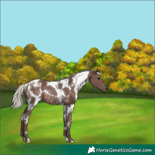 Horse Color:White Spotted Silver Black Rabicano 