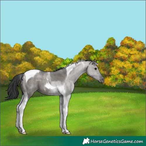 Horse Color:Grullo Roan Tobiano 
