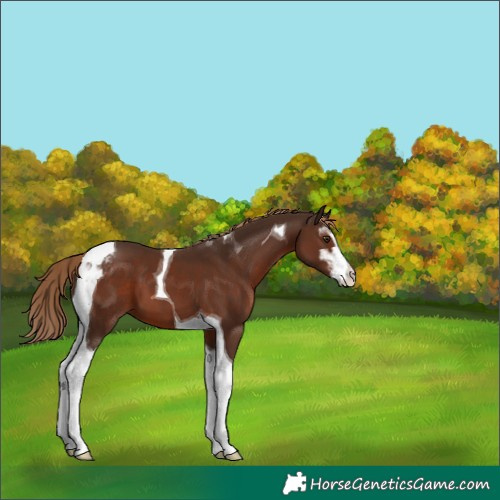 Horse Color:Liver Chestnut Sabino Tobiano 