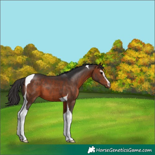 Horse Color:Brown Sabino Tobiano 