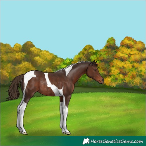 Horse Color:Liver Chestnut Tobiano Rabicano 