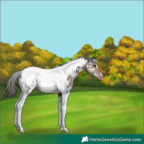 Horse Color:Liver Red Roan Tobiano Appaloosa 