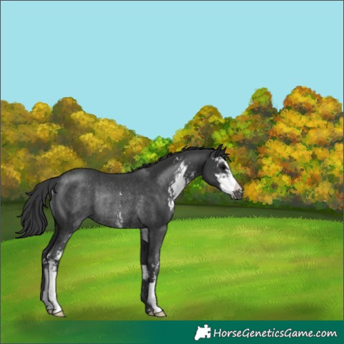 Horse Color:Black Sabino Rabicano 