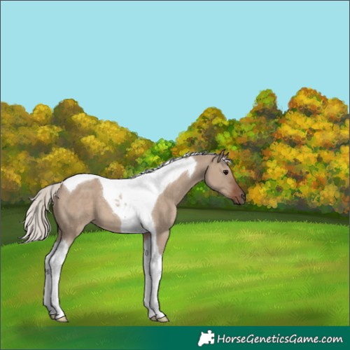 Horse Color:Silver Grullo Tobiano 