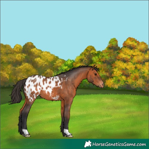 Horse Color:Bay Appaloosa 