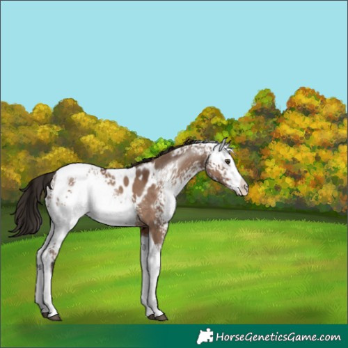 Horse Color:White Spotted Liver Red Dun Splash Tobiano Appaloosa Rabicano 