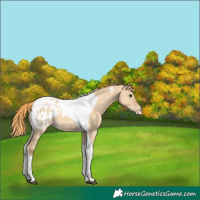 Horse Color:Red Dun Tobiano Appaloosa 