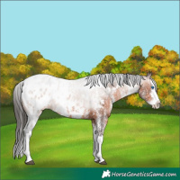Horse Color:White Spotted Brown Splash Appaloosa Rabicano 
