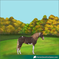 Horse Color:Liver Chestnut Tobiano 