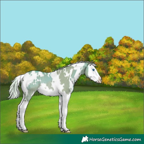 Horse Color:Watercolor White Spotted Silver Grullo Splash Rabicano 