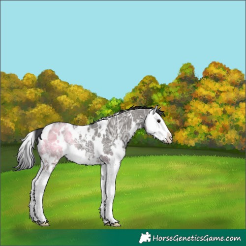 Horse Color:White Spotted Grullo Ice Splash Rabicano 