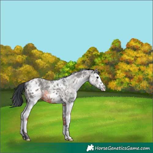 Horse Color:White Spotted Grullo Ice Splash Rabicano 