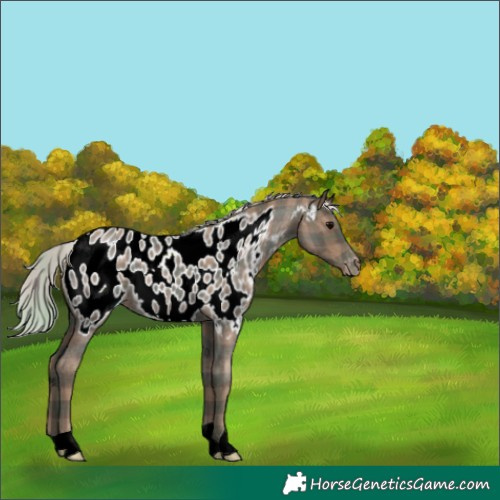 Horse Color:Plaid  Silver Blue Roan Appaloosa 