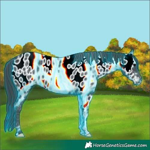 Horse Color:Thunderstruck Black Near Leopard 