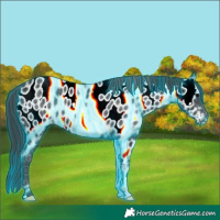 Horse Color:Thunderstruck Black Appaloosa