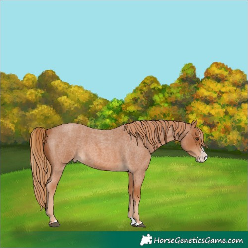 Horse Color:Red Roan Splash 