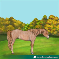 Horse Color:Red Roan Splash 