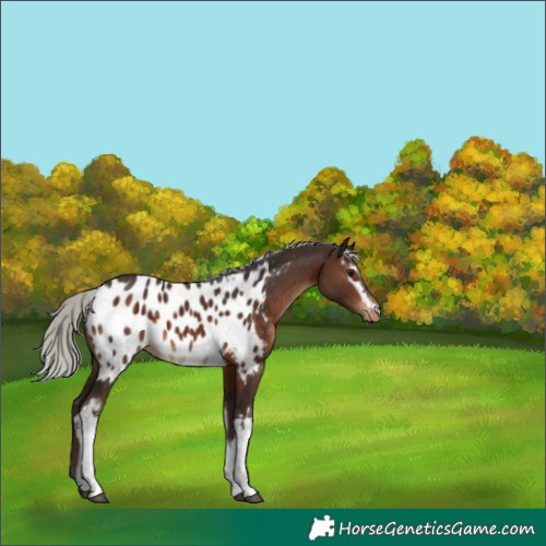 Horse Color:White Spotted Silver Brown Appaloosa 