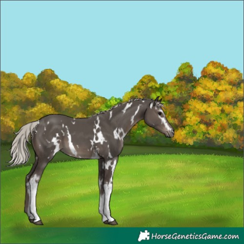 Horse Color:White Spotted Silver Black 