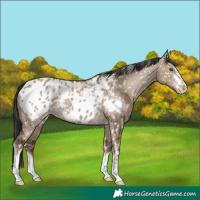 Horse Color:White Spotted Liver Red Dun Appaloosa Rabicano