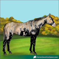Horse Color:White Spotted Bay Dun Splash