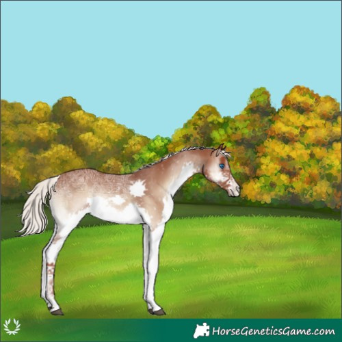 Horse Color:Silver Blue Onyx Ice Splash Appaloosa