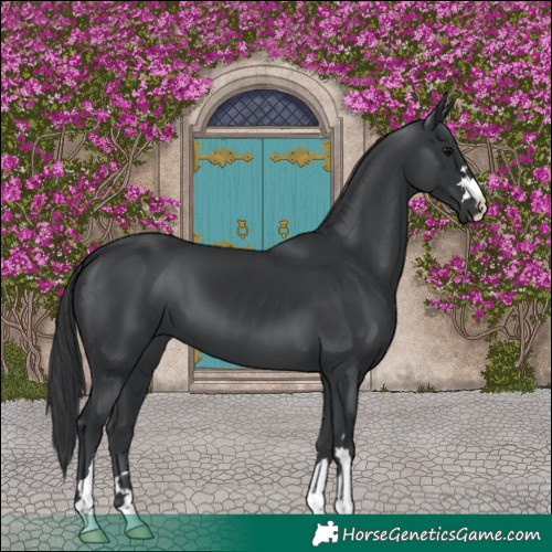 Horse Color:Black 