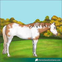 Horse Color:Chestnut Splash Frame
