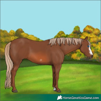 Horse Color:Chestnut Splash Frame 