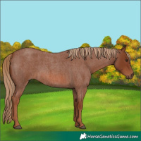 Horse Color:Red Roan 