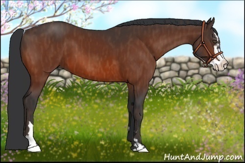 Horse Color:Bay Splash Frame  Brindle