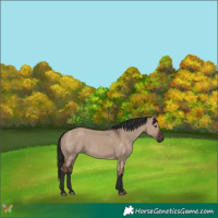 Horse Color:Liver Red Dun 