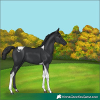 Horse Color:Black Tobiano 