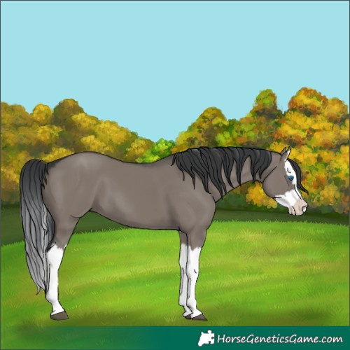 Horse Color:Grullo Splash 