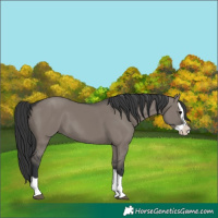 Horse Color:Grullo Splash 